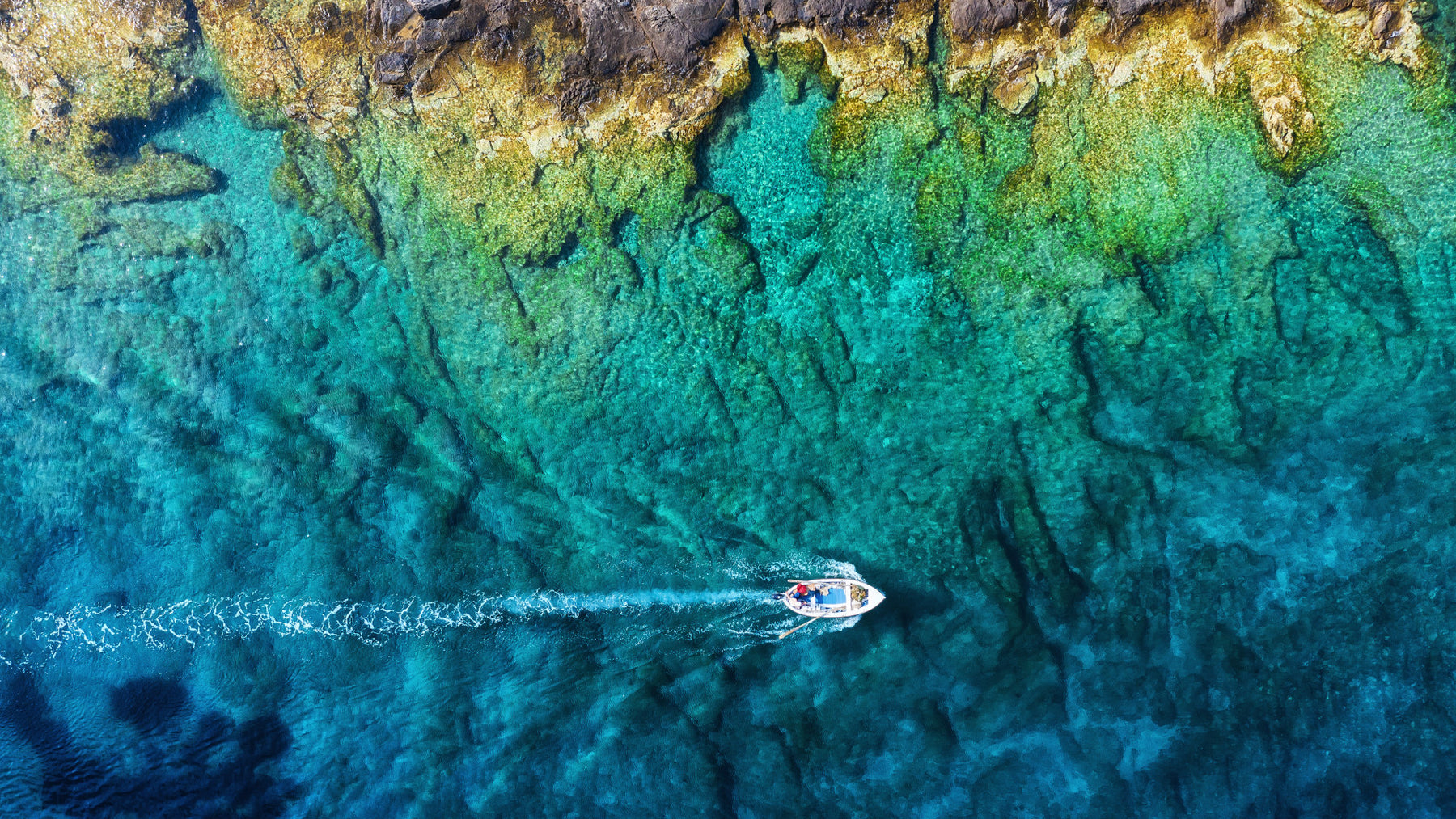 Descubrir la vida marina en el mar con una embarcación semirrígida: consejos para la observación y la interacción responsable